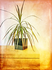 Image showing Madagascar dragon tree houseplant on a wooden dresser