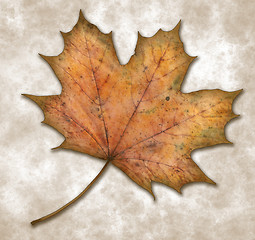 Image showing maple leaf