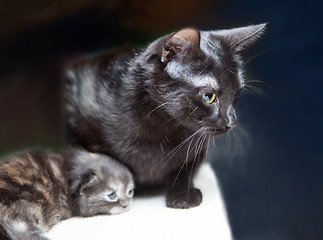 Image showing A cat with kitten.