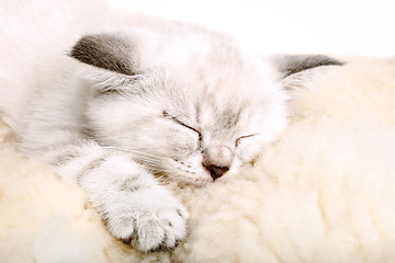 Image showing Cute little white kitten sleeps