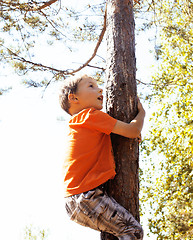 Image showing little cute real boy climbing on tree hight, outdoor lifestyle c