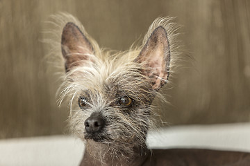 Image showing Portrait of a Chinese hairless dog