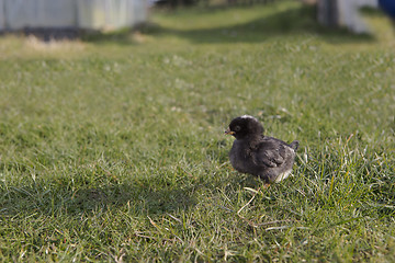 Image showing Newborn chicken on a meadow