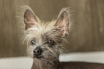 Image showing Portrait of a Chinese hairless dog