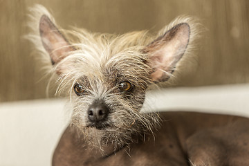 Image showing Portrait of a Chinese hairless dog