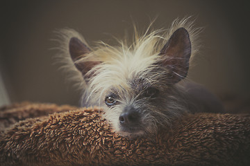 Image showing Portrait of a Chinese hairless dog