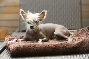 Image showing Portrait of a Chinese hairless dog