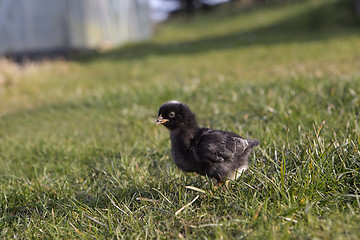 Image showing Newborn chicken on a meadow