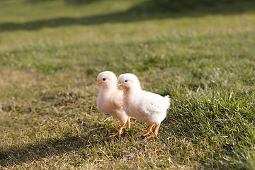 Image showing Young chicken on a meadow