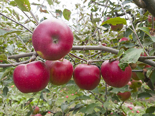 Image showing Rip red apple on a tree