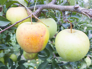 Image showing Yellow apple on tree branch