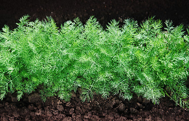 Image showing green fennel on soil