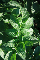 Image showing potatoes growing up