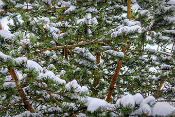Image showing Branches of spruce forest under snow, background