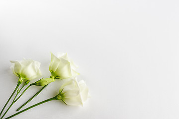 Image showing Delicate tiny white flowers on white background