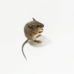 Image showing House Mouse - Mus Musculus