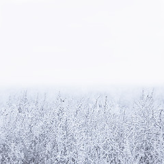 Image showing Winter Foggy Background