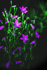 Image showing Campanula Bellflowers On A Black Background