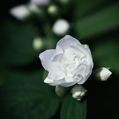 Image showing White Jasmine Or Mock-Orange Flower Closeup