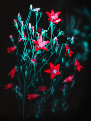 Image showing Red Bell Flowers On A Black Background