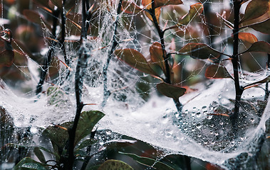 Image showing Spider Web With Drops Of Dew On Branches