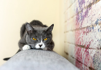 Image showing Gray cat with yellow eyes lies