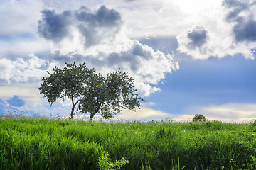 Image showing Luxurious juicy tall grass meadow and lonely tree