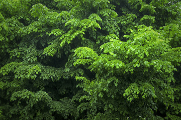 Image showing Juicy green foliage, beautiful natural background