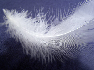 Image showing feather on blue background