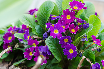 Image showing Blossoming spring primrose, close-up