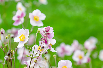 Image showing Pale pink flower Japanese anemone, close-up. Note: Shallow depth