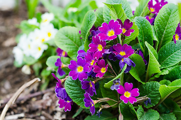 Image showing Blossoming spring primrose, close-up