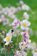 Image showing Pale pink flower Japanese anemone, close-up. Note: Shallow depth