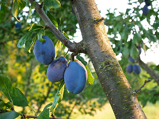 Image showing Big ripe plum fruits on a branch