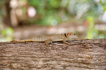 Image showing common small collared iguanid lizard, madagascar