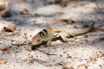 Image showing common small collared iguanid lizard, madagascar