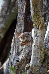 Image showing Ankarana sportive lemur, Madagascar