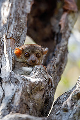 Image showing Ankarana sportive lemur, Madagascar