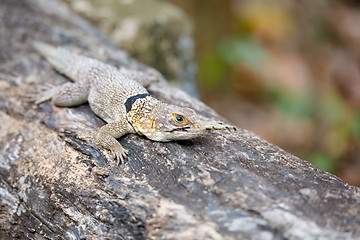 Image showing common small collared iguanid lizard, madagascar