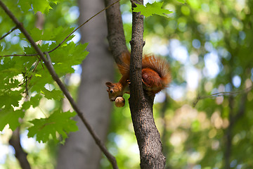 Image showing Red squirrel on tree with walnut in mouth and looking down