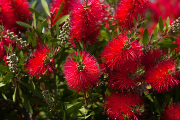 Image showing Blossoming flowers of callistemon 