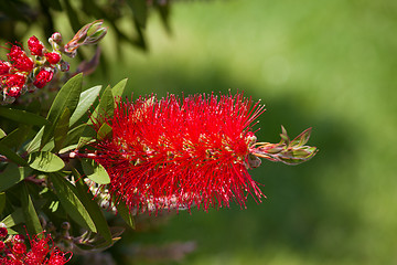 Image showing Bottlebrush flower in blooming