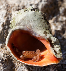 Image showing Small hermit crab is hiding in shell from rapana