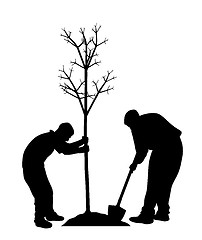 Image showing Planting a tree