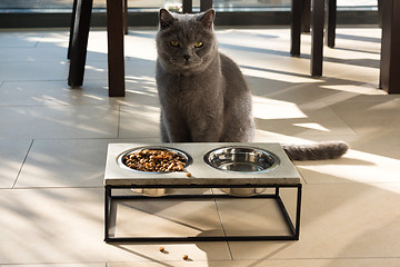 Image showing Beautiful cat sitting in front of a food bowl