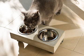 Image showing Beautiful cat eating out of a food bowl