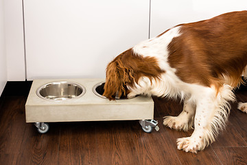 Image showing Springer Spaniel eating