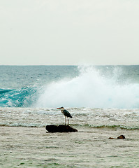 Image showing Grey Heron in Ocean