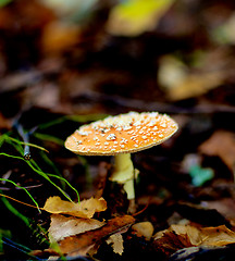 Image showing Fly Agaric Mushroom