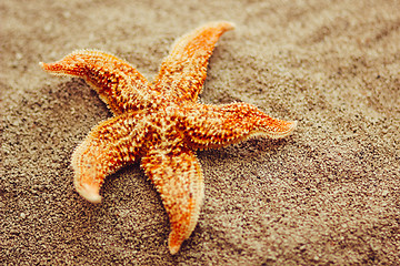 Image showing Beautiful starfish against a background of sand